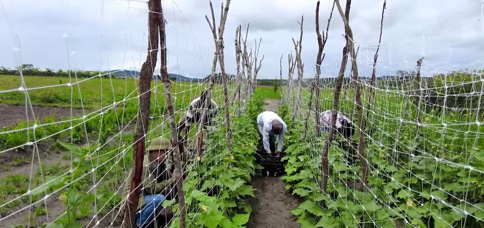 Trồng 'loại quả ngắn ngày' của Việt Nam giúp team châu Phi bội thu, 100% cháy hàng ngay khi vừa hái xuống- Ảnh 1.