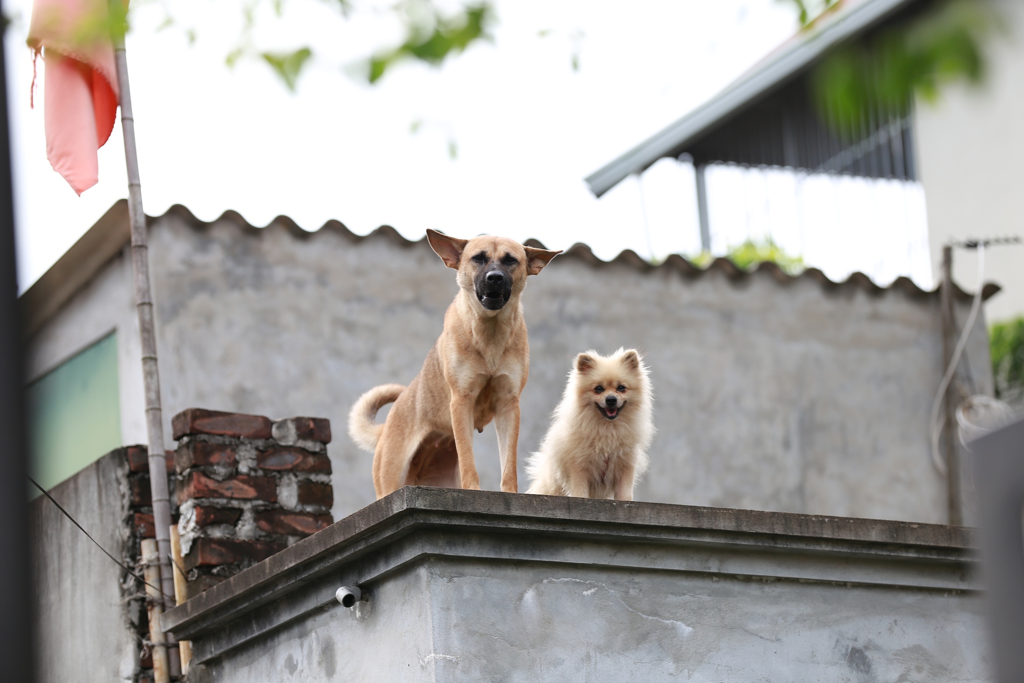 Hà Nội: Ngôi làng bị nước bủa vây như "ốc đảo", người dân đổ xô đến tập bơi- Ảnh 3.