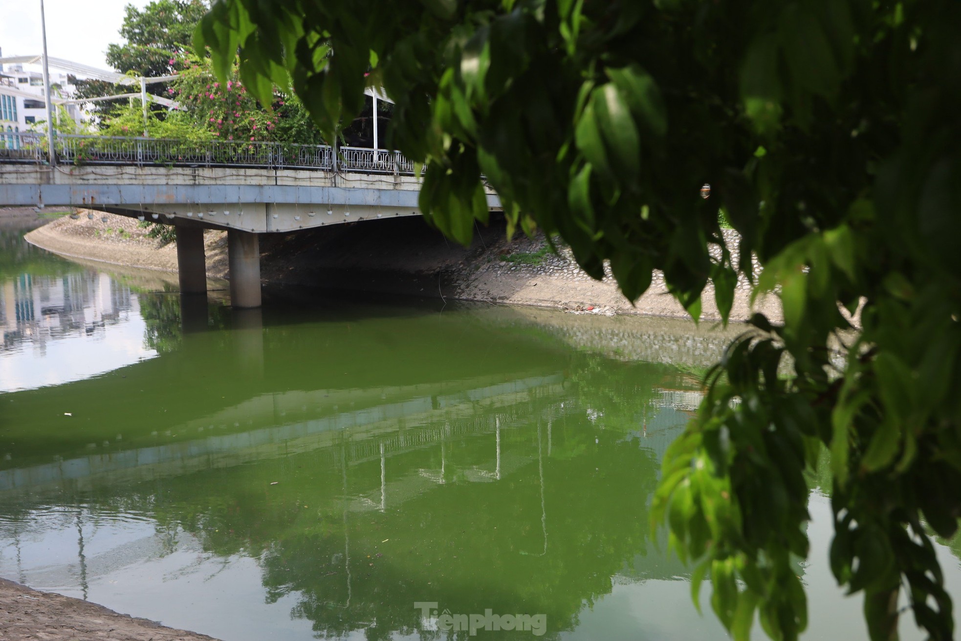 Nước chuyển màu xanh như nước Hồ Gươm, sông Tô Lịch bỗng 'nên thơ, trữ tình'- Ảnh 7.