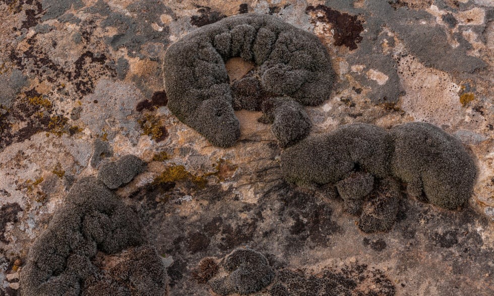 Các nhà khoa học phát hiện ra một loài rêu sa mạc có khả năng sinh tồn được trên Sao Hỏa- Ảnh 1.