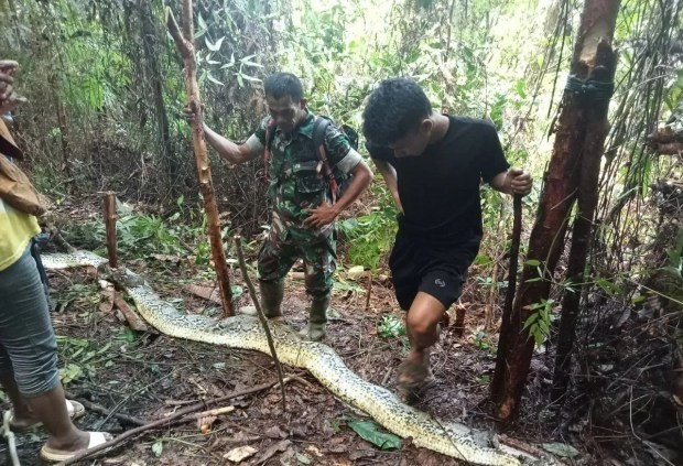 Indonesia: Chồng phát hiện thi thể vợ trong bụng trăn khổng lồ- Ảnh 3.