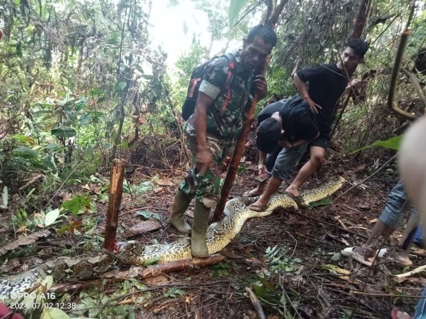 Indonesia: Chồng phát hiện thi thể vợ trong bụng trăn khổng lồ- Ảnh 4.