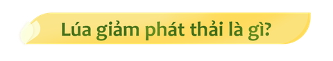 Từ chỉ đạo quyết liệt của Thủ tướng: Một ngành của Việt Nam lãi ròng thêm 100 triệu USD mỗi năm?- Ảnh 3.