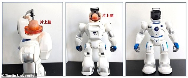 Các nhà khoa học Trung Quốc tạo ra robot có bộ não con người- Ảnh 1.