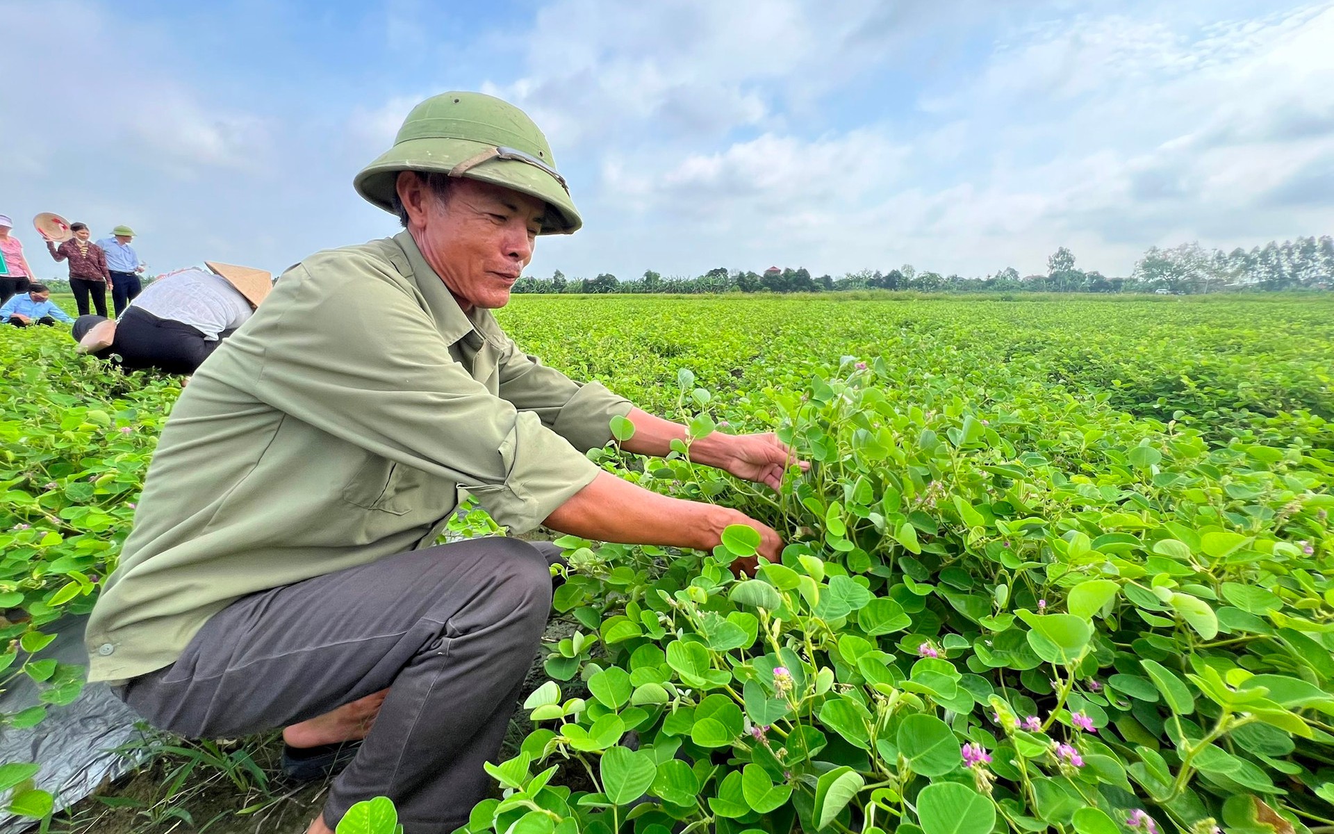 Trồng cây vảy rồng, nông dân thu lợi gấp 3 lần trồng lúa