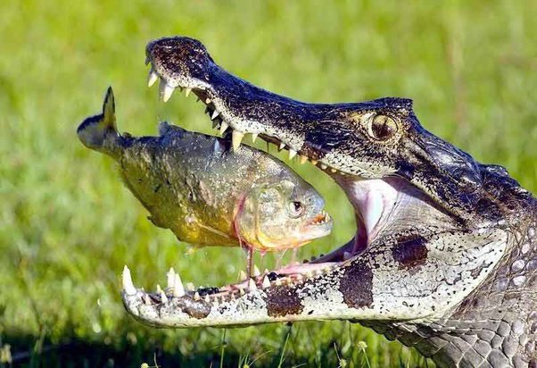 Nếu thả một con cá sấu xuống ao có hàng trăm con cá Piranha, liệu cá sấu có bị cắn chết không?- Ảnh 6.