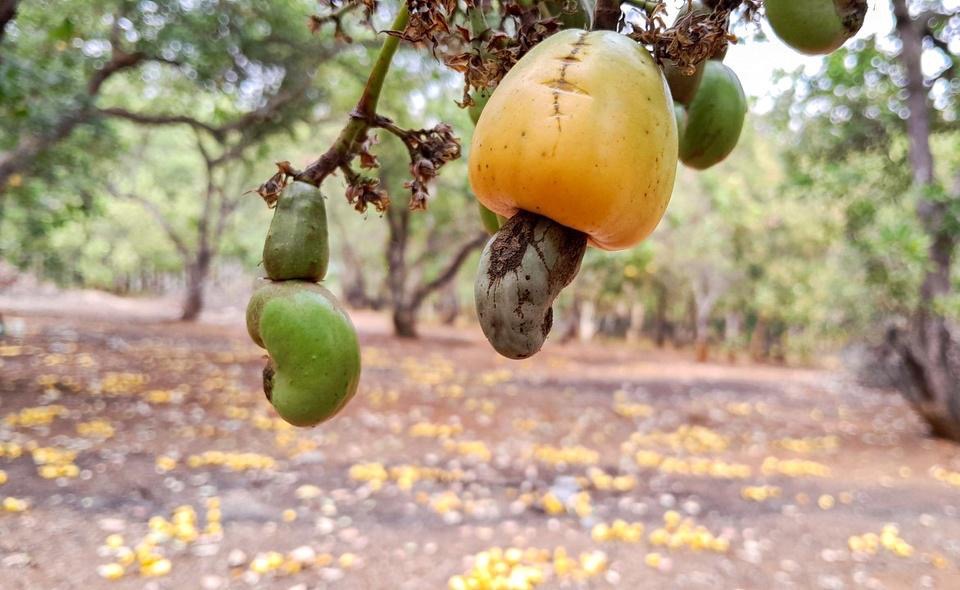 Một mặt hàng Việt Nam sản xuất, chế biến và cung ứng lớn hàng đầu thế giới, Anh tích cực gom hàng- Ảnh 2. Một mặt hàng Việt Nam sản xuất, chế biến và cung ứng lớn hàng đầu thế giới, Anh tích cực gom hàng- Ảnh 2.