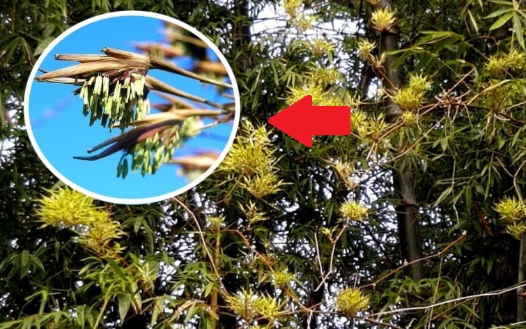 Chuyên gia: 'Mãnh liệt tinh thần Việt Nam - Vì tương lai xanh là lời hiệu triệu của VinFast nhưng sẽ vô nghĩa nếu doanh nghiệp, người dân không chung tay'- Ảnh 7. Chuyên gia: 'Mãnh liệt tinh thần Việt Nam - Vì tương lai xanh là lời hiệu triệu của VinFast nhưng sẽ vô nghĩa nếu doanh nghiệp, người dân không chung tay' - Ảnh 7.