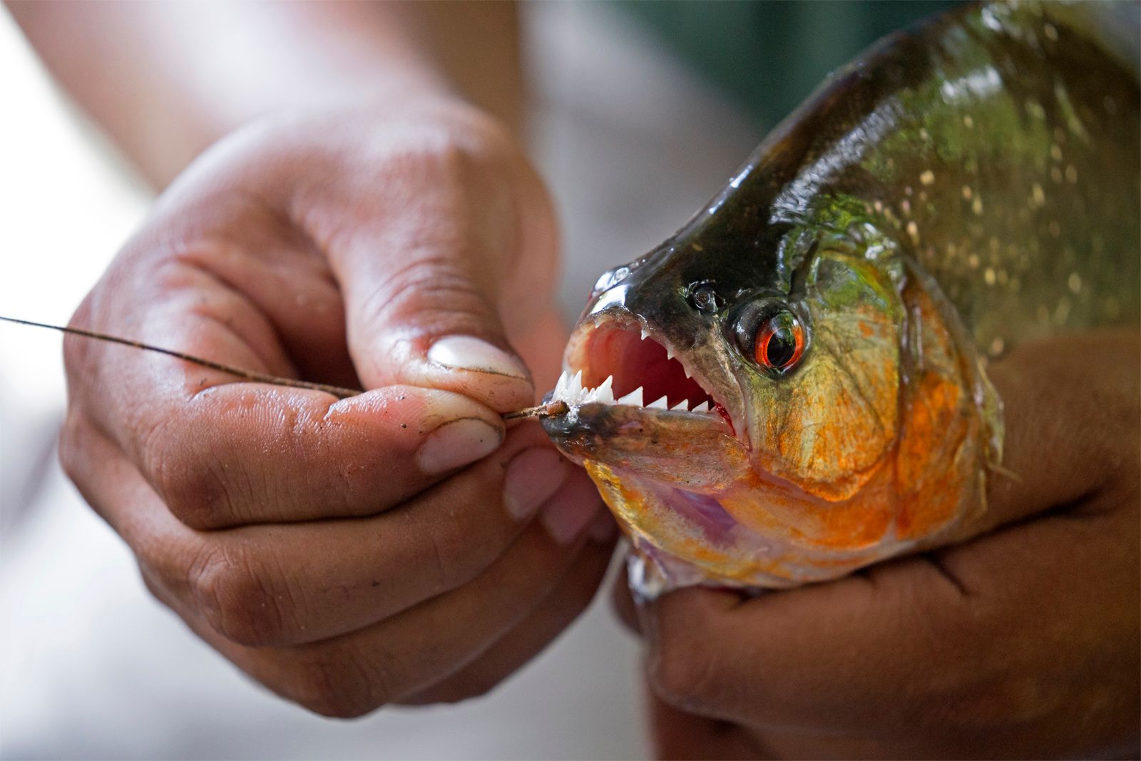 Nếu thả một con cá sấu xuống ao có hàng trăm con cá Piranha, liệu cá sấu có bị cắn chết không?- Ảnh 2.