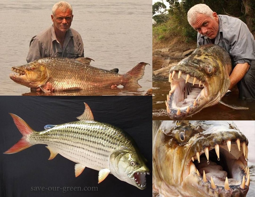 Nếu thả một con cá sấu xuống ao có hàng trăm con cá Piranha, liệu cá sấu có bị cắn chết không?- Ảnh 9.