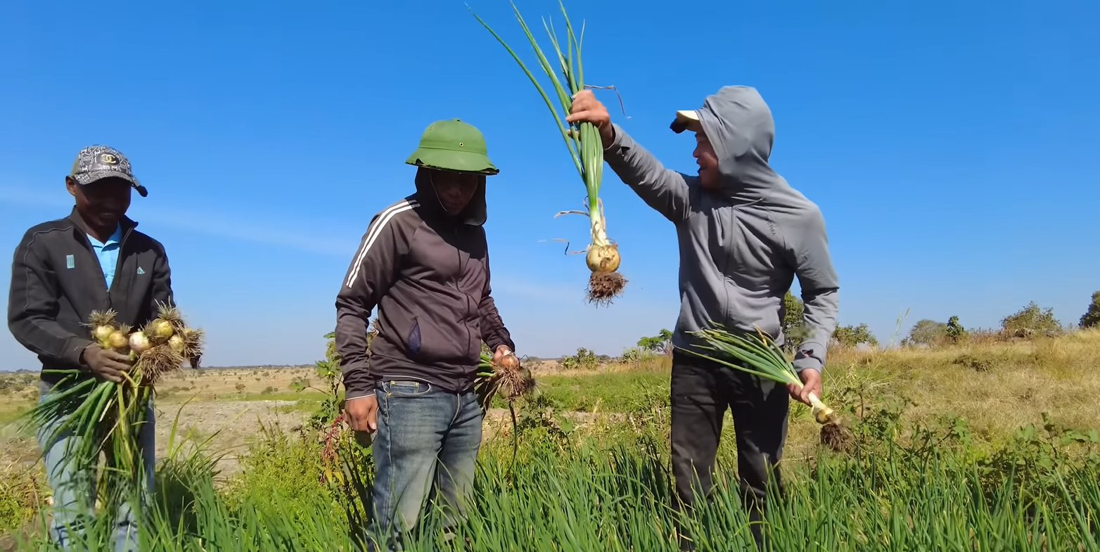 Loại củ bán đầy ở chợ Việt Nam với giá cực rẻ, sang châu Phi thành hàng hiếm được thương lái tranh mua như đặc sản- Ảnh 2.