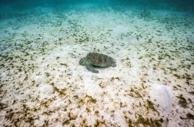 Đại dương nóng nhất trong 400 năm khiến rạn san hô Great Barrier “ngày càng dễ bị tổn thương”- Ảnh 1.