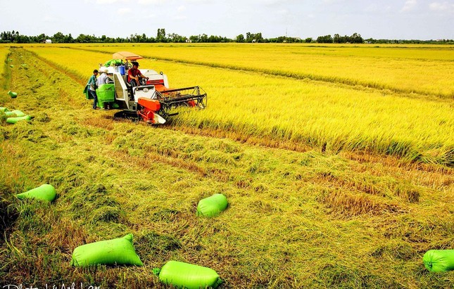 Được gì khi Việt Nam có 'nhạc trưởng' điều phối ngành lúa gạo?- Ảnh 3.