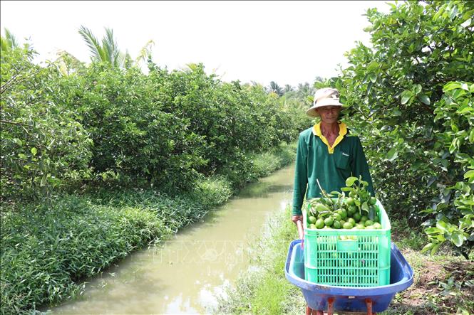 Liên kết trồng chanh không hạt xuất khẩu lãi hơn 400 triệu đồng/ha/năm- Ảnh 4.