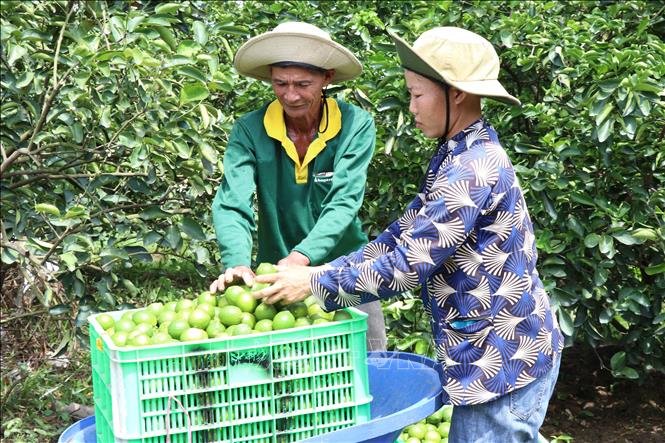 Liên kết trồng chanh không hạt xuất khẩu lãi hơn 400 triệu đồng/ha/năm- Ảnh 5.