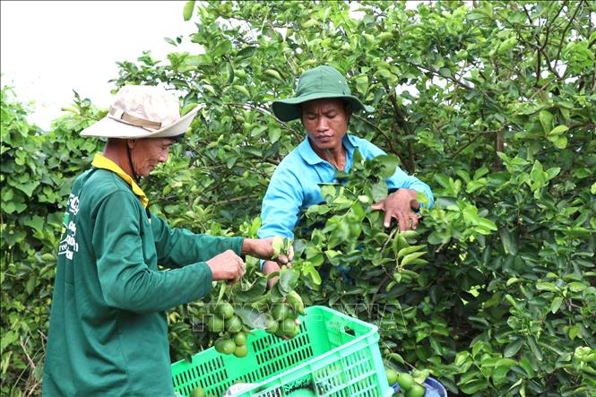 Liên kết trồng chanh không hạt xuất khẩu lãi hơn 400 triệu đồng/ha/năm- Ảnh 2.