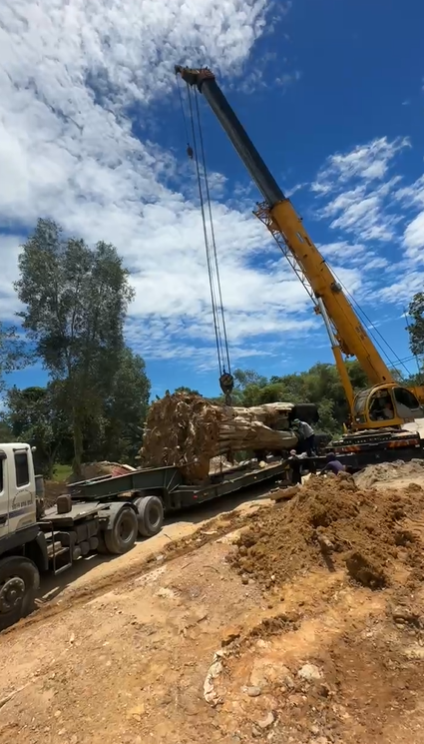 “Đại gia đồng nát” tậu một loại cây nặng 31 tấn, hình thù kỳ lạ đặt trước nhà: Giá tiền và công dụng gây sốc- Ảnh 4.