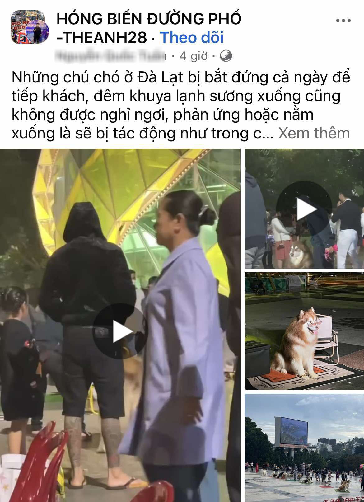 Clip người chủ "tác động vật lý" chú chó chuyên chụp ảnh cùng du khách ở quảng trường Đà Lạt khiến dân mạng phẫn nộ, kêu gọi tẩy chay dịch vụ này - Ảnh 6.