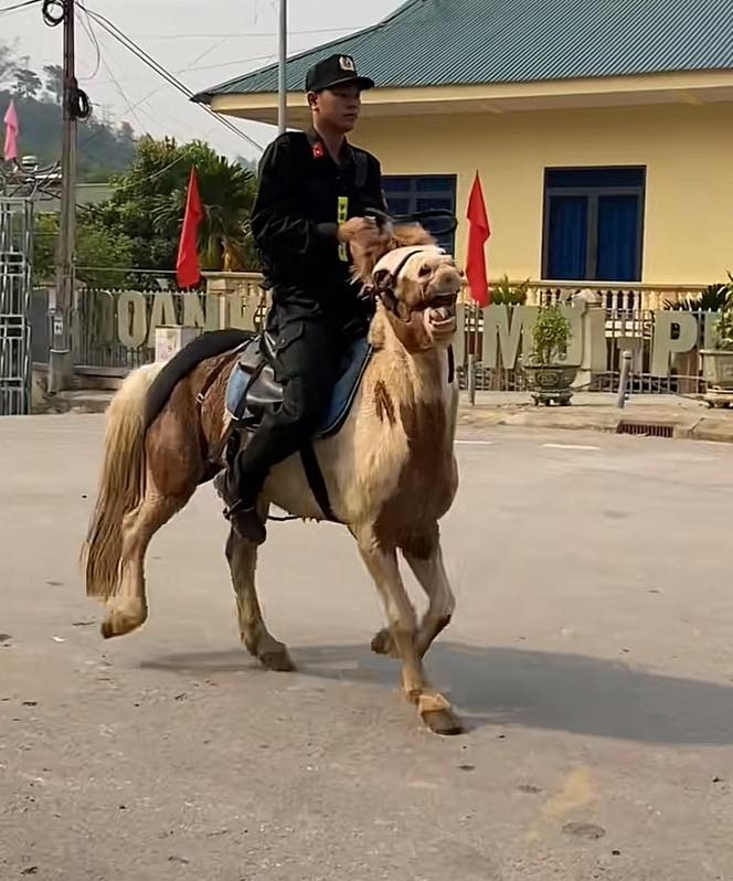 Chú ngựa 'Út Ngáo' nổi tiếng ở Điện Biên bất ngờ xuất hiện ở phố đi bộ Nguyễn Huệ khiến nhiều người thích thú- Ảnh 1.