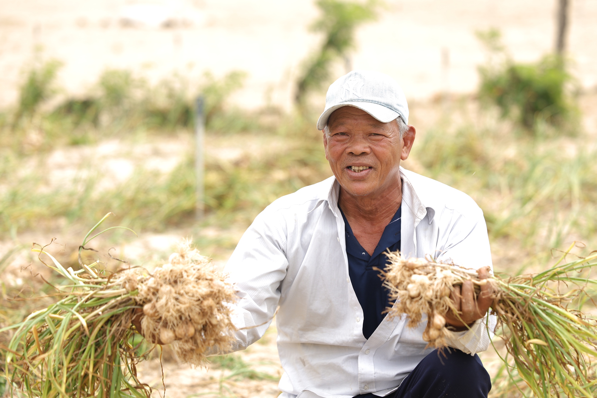 Đồng hành cùng bà con nông dân, Nam Ngư quảng bá đặc sản tỏi Lý Sơn - Ảnh 1.