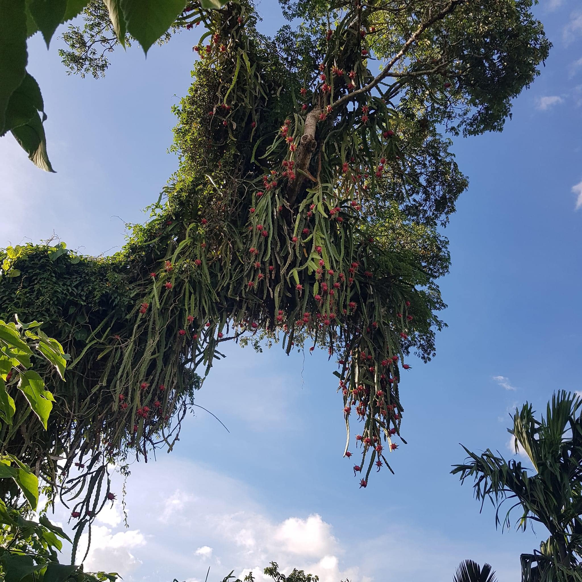 Những cây thanh long "thách thức nhất Việt Nam": Ra quả sai trĩu cành nhưng "đố anh hái được em" - Ảnh 1.