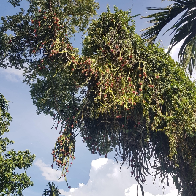 Những cây thanh long "thách thức nhất Việt Nam": Ra quả sai trĩu cành nhưng "đố anh hái được em" - Ảnh 2.