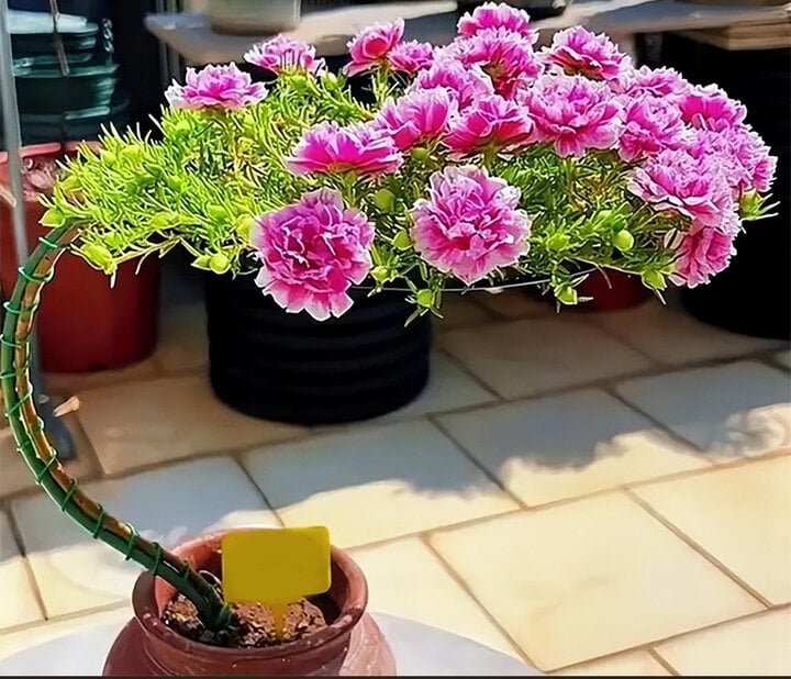 Biến hoa mười giờ thành bonsai độc đáo và sang chảnh - Ảnh 1.