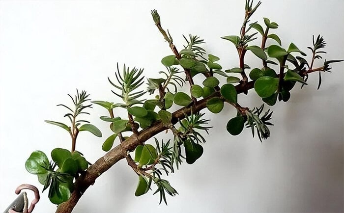 Biến hoa mười giờ thành bonsai độc đáo và sang chảnh - Ảnh 4.