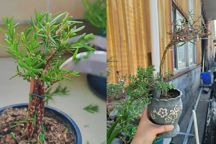 Biến hoa mười giờ thành bonsai độc đáo và sang chảnh - Ảnh 7.