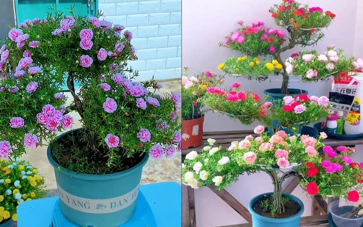 Biến hoa mười giờ thành bonsai độc đáo và sang chảnh - Ảnh 2.