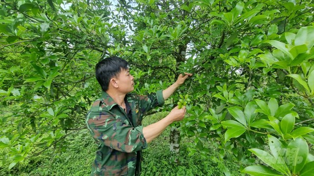 Loại cây là "báu vật trời ban" hiếm quốc gia trồng được, ở Việt Nam trồng bạt ngàn  - Ảnh 1.