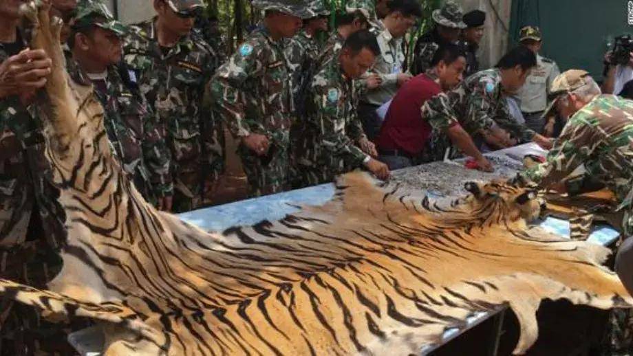 Sự thật về chùa Wat Pha Luang Ta Bua: Nơi được mệnh danh là có thể cảm hóa được loài hổ thành động vật ăn chay!- Ảnh 4.