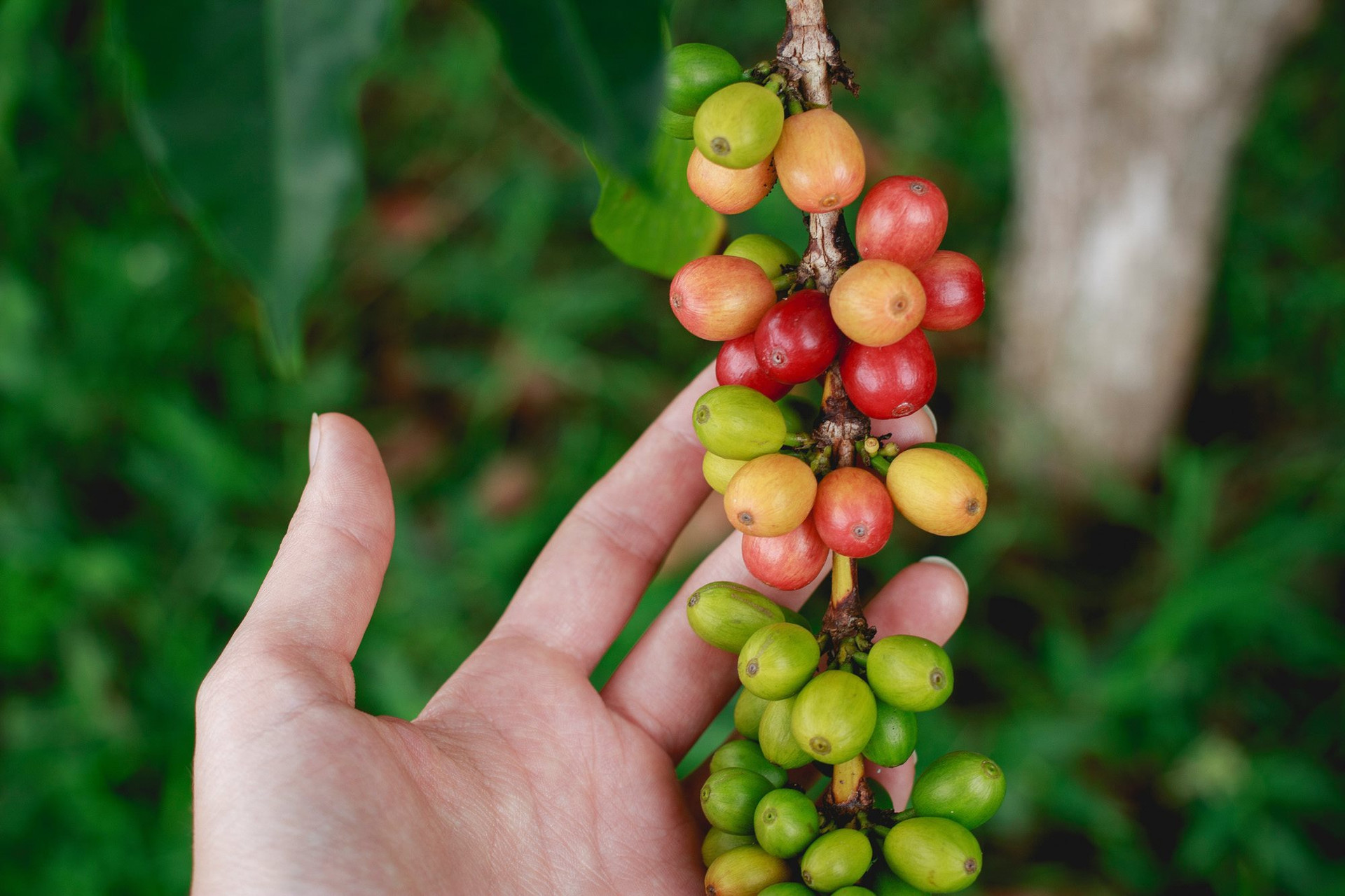 Xuất khẩu cà phê lớn thứ hai và sản xuất cà phê Robusta hàng đầu thế giới, ngành cà phê Việt đang phải chống chọi với những áp lực gì?- Ảnh 3.