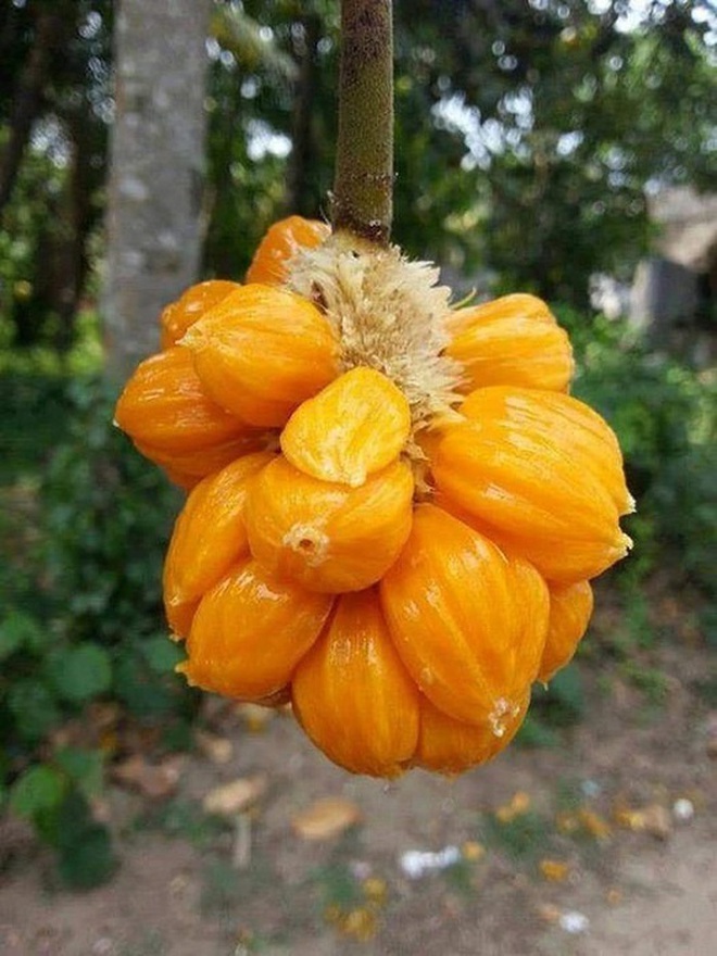 Loại mít "ngon nhất thế giới" tại Việt Nam: Đắt gấp 5 lần mít Thái, quả nhỏ xíu nhưng nhiều người quyết mua bằng được- Ảnh 9. Loại mít "ngon nhất thế giới" tại Việt Nam: Đắt gấp 5 lần mít Thái, quả nhỏ xíu nhưng nhiều người quyết mua bằng được- Ảnh 9.