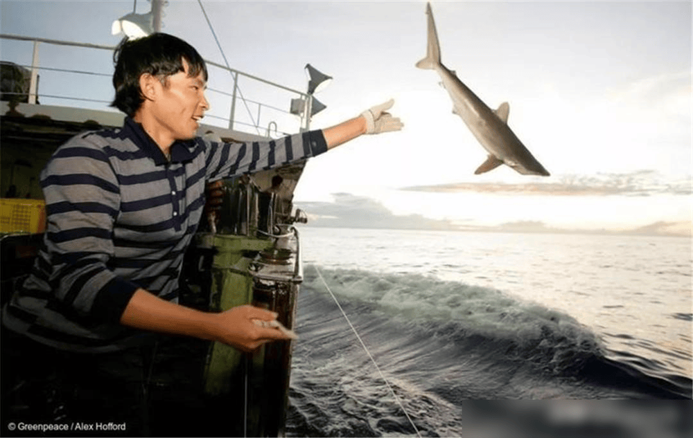 Tại sao con người chỉ ăn v&acirc;y c&aacute; mập m&agrave; &iacute;t khi nghe n&oacute;i đến việc ăn thịt c&aacute; mập?- Ảnh 5.