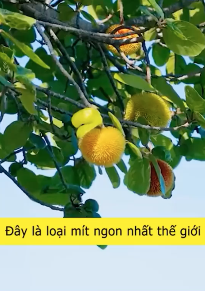 Loại mít "ngon nhất thế giới" tại Việt Nam: Đắt gấp 5 lần mít Thái, quả nhỏ xíu nhưng nhiều người quyết mua bằng được- Ảnh 1. Loại mít "ngon nhất thế giới" tại Việt Nam: Đắt gấp 5 lần mít Thái, quả nhỏ xíu nhưng nhiều người quyết mua bằng được- Ảnh 1.