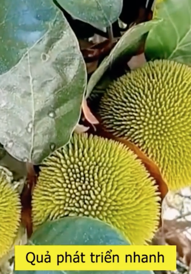 Loại mít "ngon nhất thế giới" tại Việt Nam: Đắt gấp 5 lần mít Thái, quả nhỏ xíu nhưng nhiều người quyết mua bằng được- Ảnh 2. Loại mít "ngon nhất thế giới" tại Việt Nam: Đắt gấp 5 lần mít Thái, quả nhỏ xíu nhưng nhiều người quyết mua bằng được- Ảnh 2.