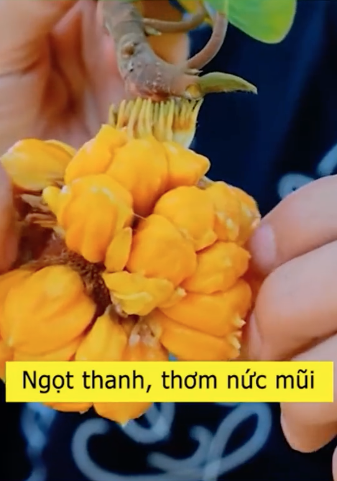 Loại mít "ngon nhất thế giới" tại Việt Nam: Đắt gấp 5 lần mít Thái, quả nhỏ xíu nhưng nhiều người quyết mua bằng được- Ảnh 6. Loại mít "ngon nhất thế giới" tại Việt Nam: Đắt gấp 5 lần mít Thái, quả nhỏ xíu nhưng nhiều người quyết mua bằng được- Ảnh 6.