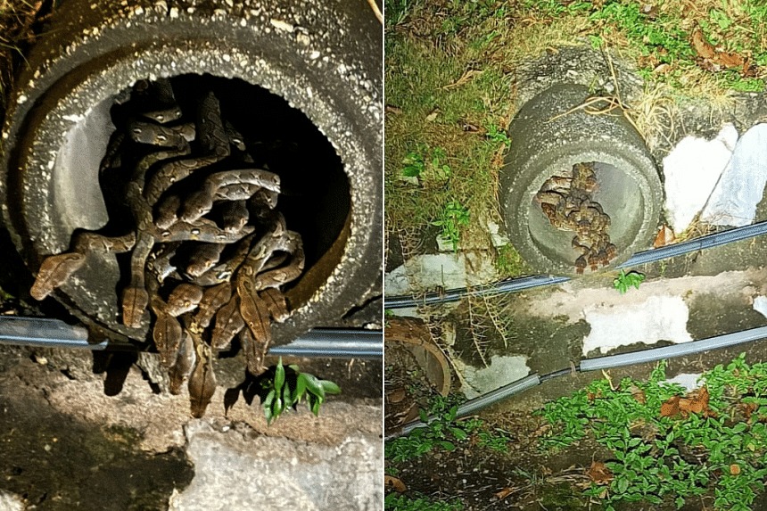 Phát hiện ổ trăn 29 con thò đầu, quấn chặt nhau ở Malaysia- Ảnh 1.