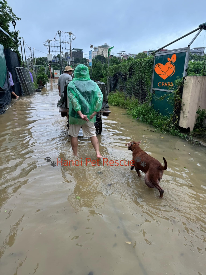 Những pha giải cứu các "boss" bị kẹt, ngâm mình cả đêm trong nước lạnh: Cảm ơn vì đã không bỏ tụi con!- Ảnh 8.