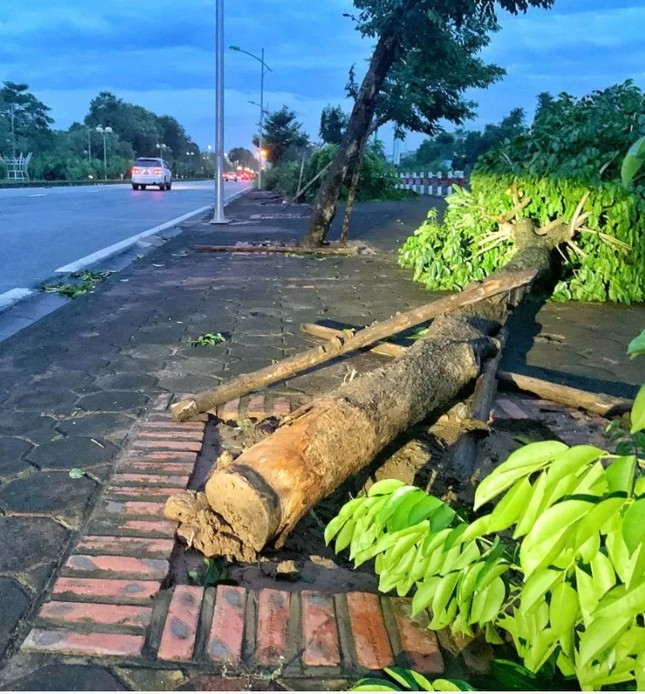 Thấy gì từ hàng chục nghìn cây xanh gãy đổ, cổ thụ bật gốc ở Hà Nội?- Ảnh 2.