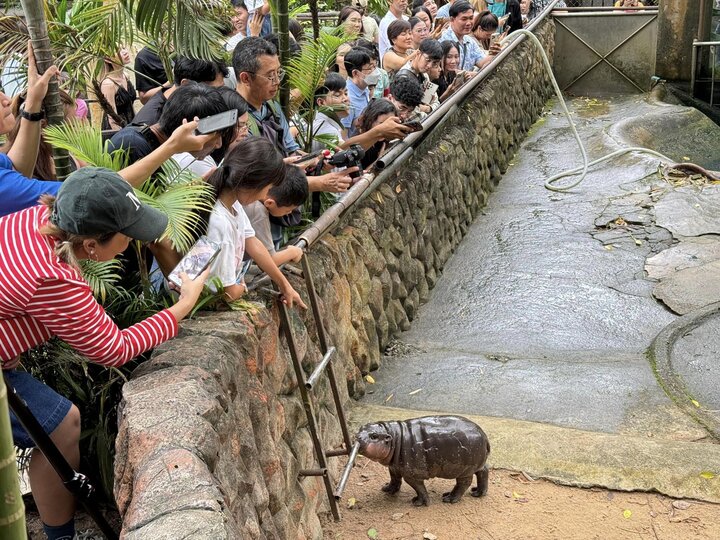 Vì sao hà mã Moo Deng trở thành hiện tượng mạng gây sốt khắp nơi?- Ảnh 3.