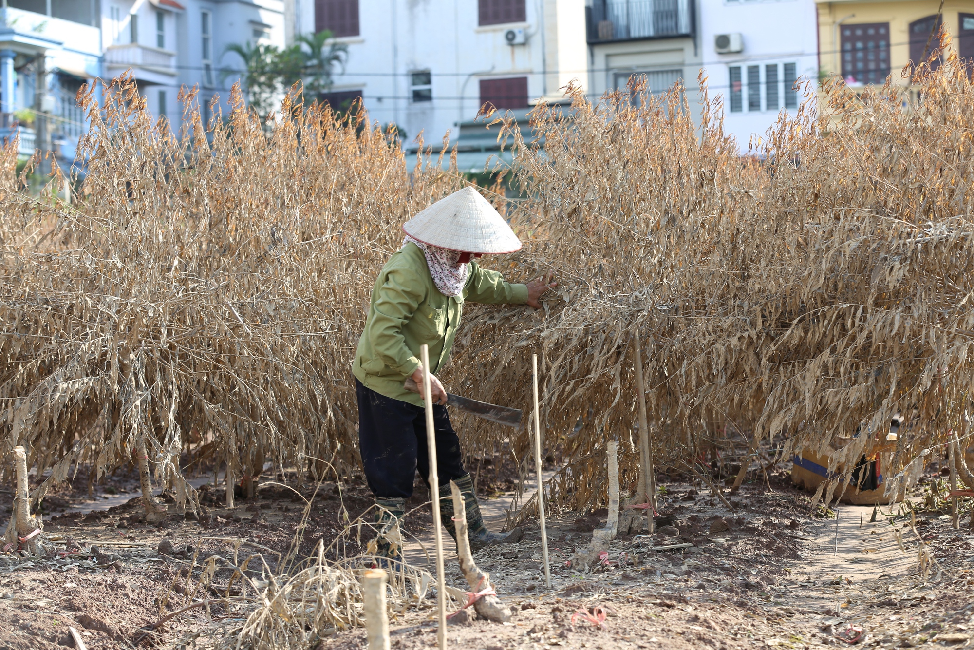 Hà Nội: Xót xa hàng chục ngàn gốc đào Nhật Tân, Phú Thượng bị "xóa sổ" sau trận lũ, người dân lâm vào cảnh trắng tay- Ảnh 13.