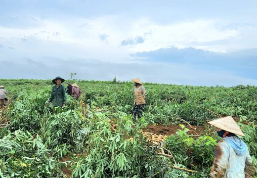 Trồng loại cây lấy củ ‘tỷ đô’, Việt Nam vươn lên trở thành ông trùm đứng thứ 2 thế giới: Trung Quốc có bao nhiêu mua bấy nhiêu, nước ta có sản lượng 10 triệu tấn mỗi năm- Ảnh 1.