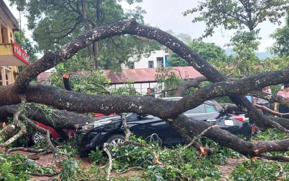 Cành cây gãy đè trúng nữ giáo viên ở thanh hóa , 4 ôtô bị bẹp - Ảnh 2.