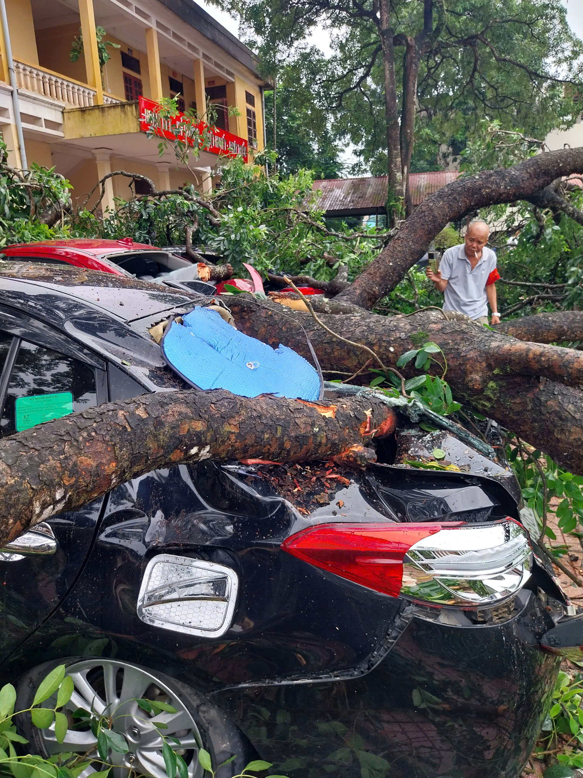 Cành cây gãy đè trúng nữ giáo viên ở thanh hóa , 4 ôtô bị bẹp - Ảnh 1.