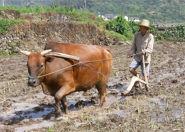 Vì sao châu Âu thích cày xới đất bằng ngựa, trong khi chúng ta cày xới nó bằng trâu bò?- Ảnh 4.