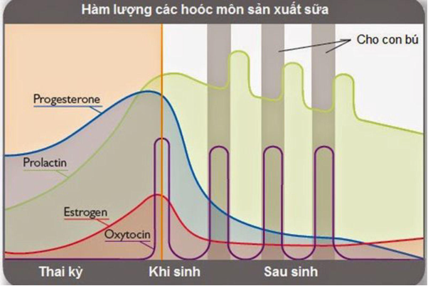 CumarGold Mama - Giải pháp mới cho mẹ ít sữa, mất sữa - Ảnh 1.