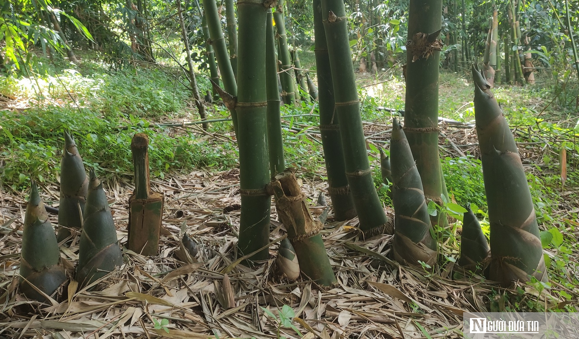 Cụ bà 73 tuổi thu lãi hàng tỷ đồng mỗi năm nhờ vườn tre “độc nhất vô nhị”- Ảnh 2.