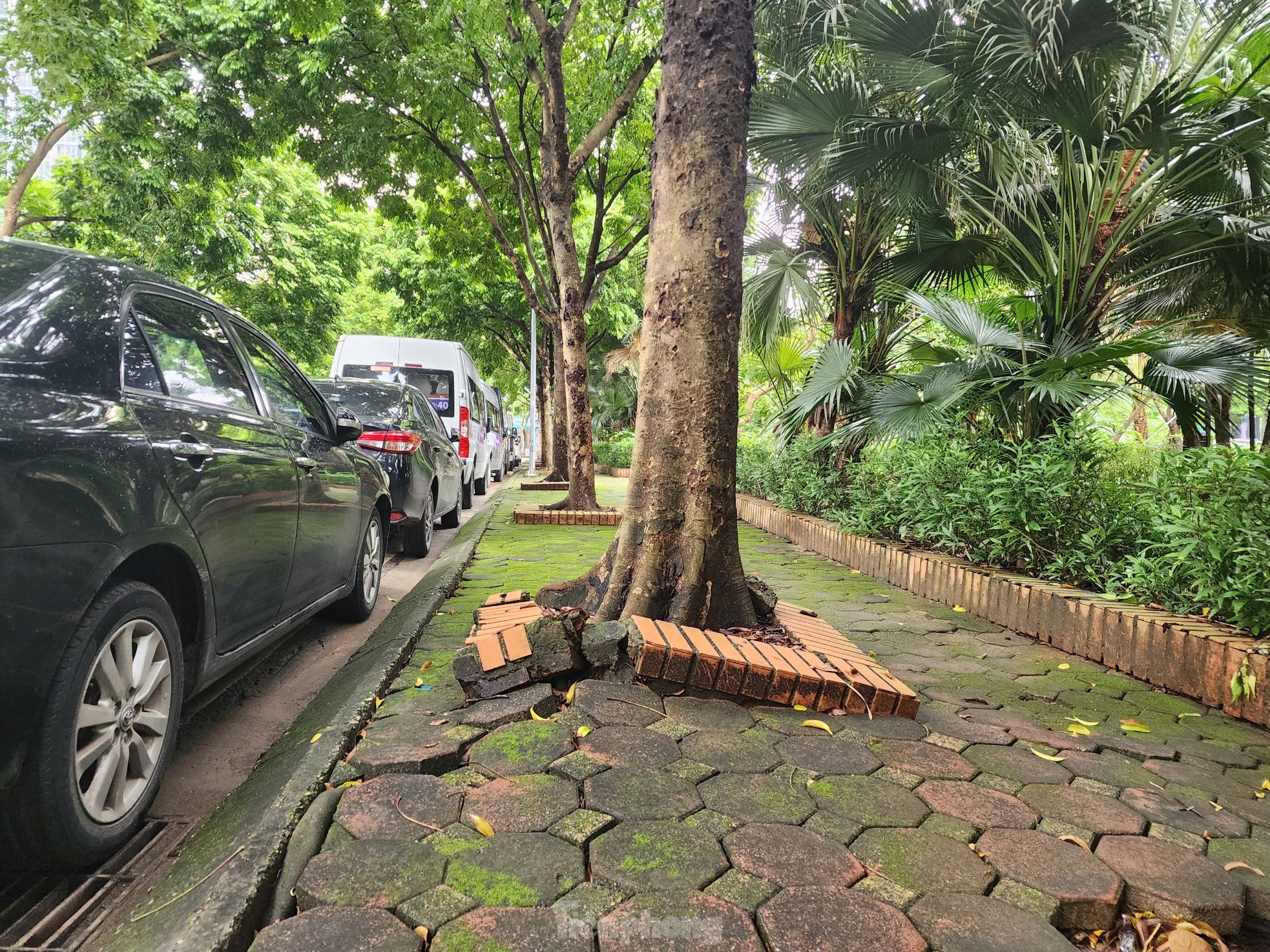 Hà Nội: Người dân khu đô thị ngỡ ngàng vì loạt cây xanh sống sót sau bão bị đốn hạ - Ảnh 14.